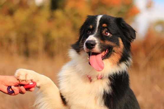 Dog Obedience Refresh Training: Keep Your Dog Sharp and Responsive